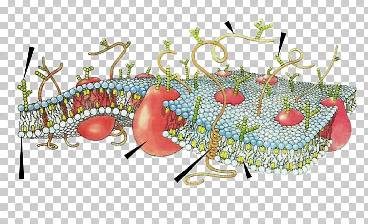 Cell Membrane Biological Membrane Biology PNG, Clipart, Action Potential, Active Transport, Biological Membrane, Biology, Cell Free PNG Download