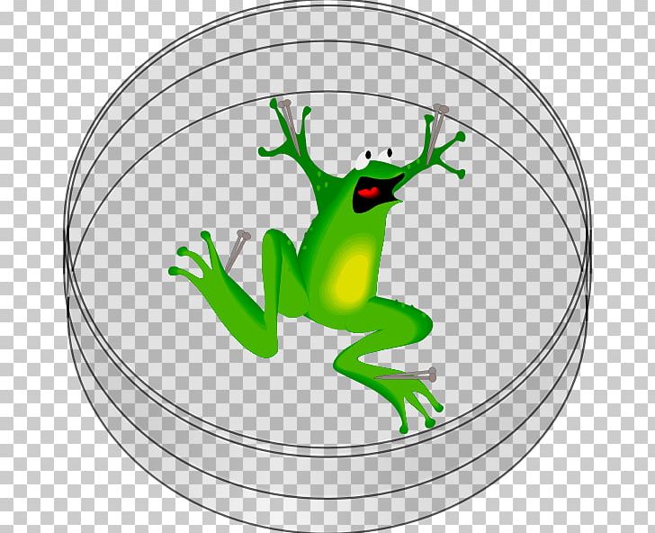 The Tree Frog PNG, Clipart, Amphibian, Animals, Big Frogs, Download, Drawing Free PNG Download