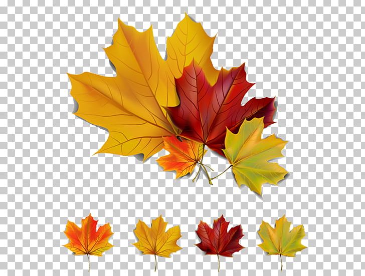 Autumn Leaf Color Autumn Leaf Color PNG, Clipart, Art, Autumn, Autumn Leaf Color, Autumn Leaves, Autumn Maple Leaf Free PNG Download