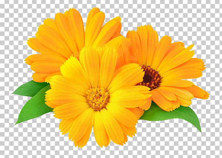Calendula Officinalis Marigold Flower Oil Skin PNG, Clipart, Annual Plant, Beautiful, Bloom, Cal, Calendula Free PNG Download