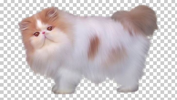 Persian Cat British Semi-longhair Minuet Cat Turkish Angora Kitten PNG, Clipart, Animal, Animals, Background White, Black White, British Semi Longhair Free PNG Download