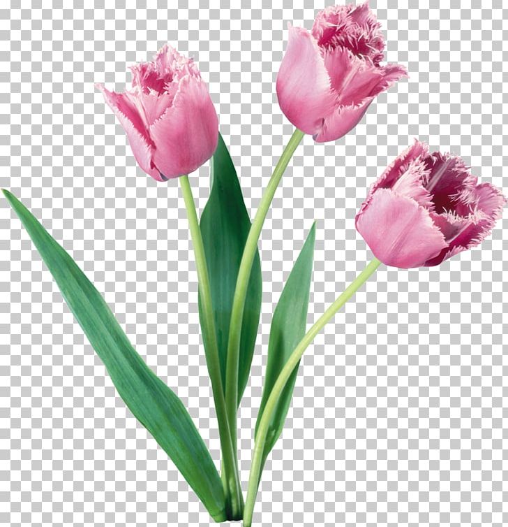 Tulips In A Vase Flower Rose PNG, Clipart, Bud, Cicek Resimleri, Cut Flowers, Floral Design, Flower Free PNG Download