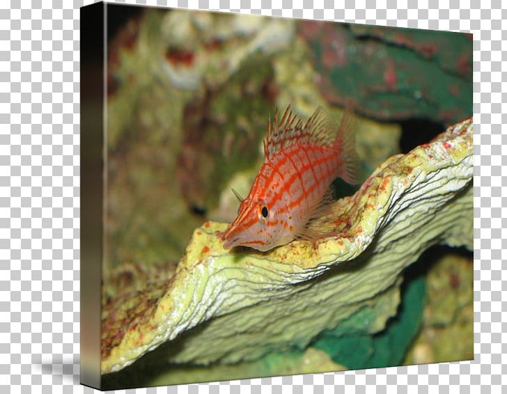 Anoles Fauna PNG, Clipart, Anoles, Dactyloidae, Fauna, Organism, Others Free PNG Download