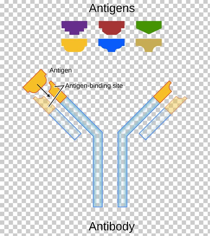 Antigen Antibody Binding Site Paratope Molecular Binding PNG, Clipart, Angle, Antibody, Antigen, Area, Avidity Free PNG Download