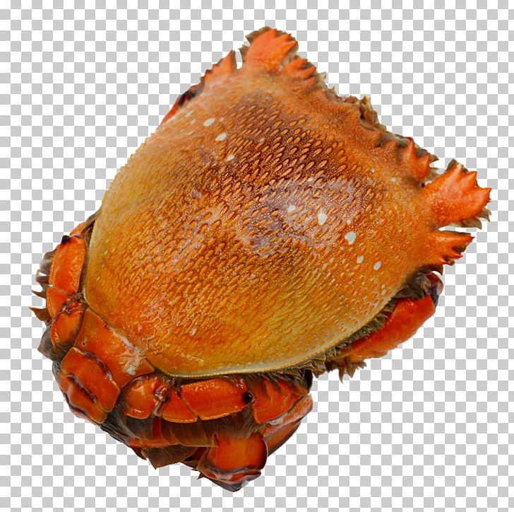 Dungeness Crab Red King Crab Horsehair Crab PNG, Clipart, Animal Source Foods, Aquaculture, Aquatic, Aquatic Product, Asahi Free PNG Download