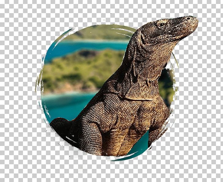 Komodo Dragon Flores New7Wonders Of The World Rinca PNG, Clipart, Fauna, Flores, Honeymoon, Iguana, Indonesia Free PNG Download