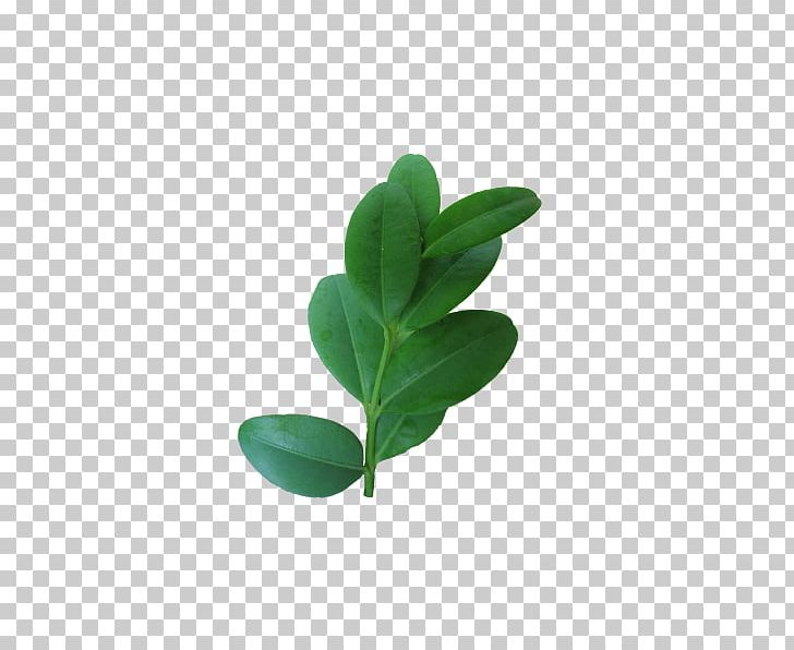 Leaf Buxus Sempervirens Shrub Hedge Evergreen PNG, Clipart, Bonsai, Box, Buxus Sempervirens, Capsule, Clickandgreen Gmbh Free PNG Download