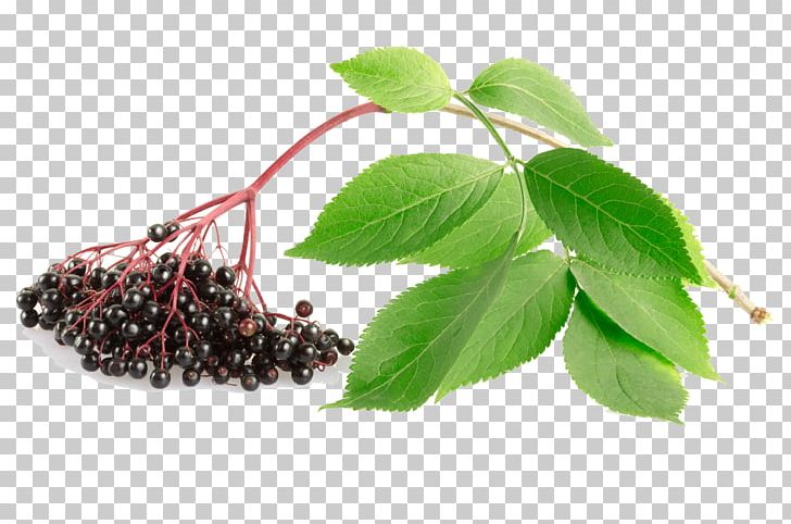 Lotion Berry Elder Skin Care PNG, Clipart, Astringent, Berry, Elder, Elderberry, Facial Free PNG Download