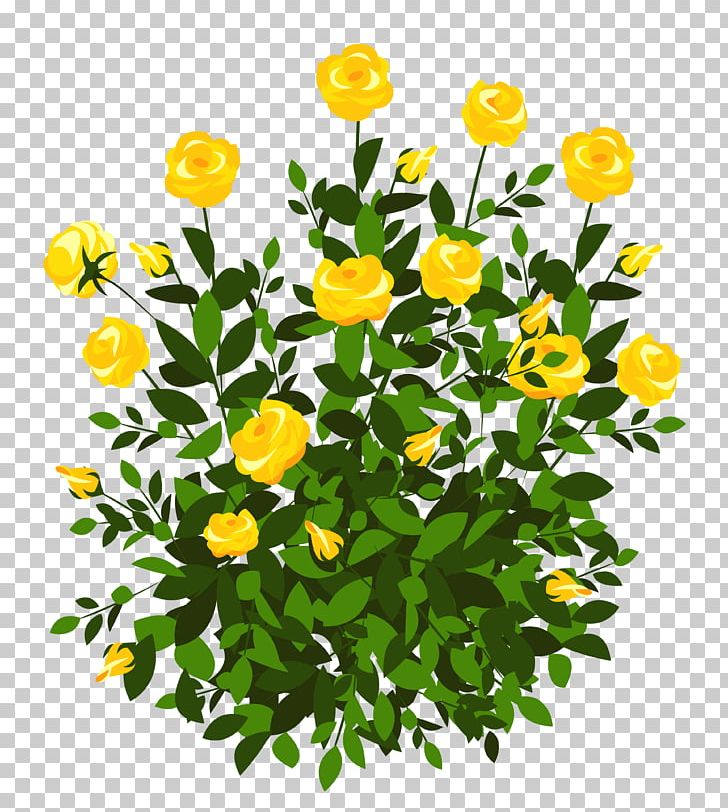 Rosa Banksiae Shrub Yellow PNG, Clipart, Annual Plant, Bud, Bush Cliparts, Calendula, Chrysanths Free PNG Download