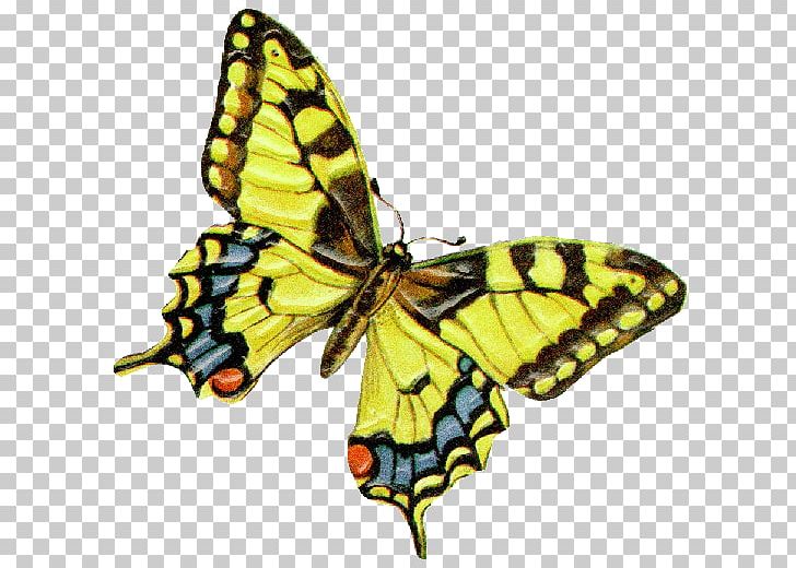 Swallowtail Butterfly Papilio Machaon PNG, Clipart, Animal, Arthropod, Brush Footed Butterfly, Butterflies And Moths, Butterfly Free PNG Download
