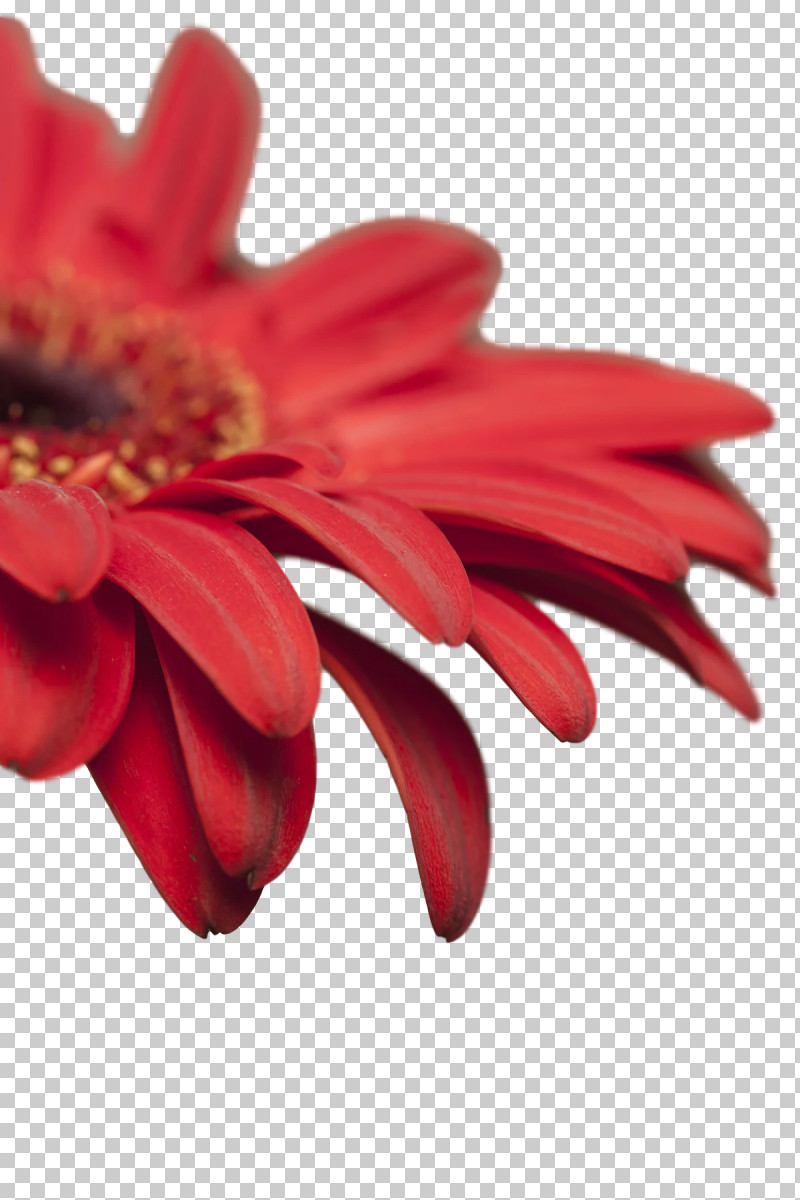Transvaal Daisy Cut Flowers Petal Red Flower PNG, Clipart, Biology, Closeup, Cut Flowers, Flower, Petal Free PNG Download
