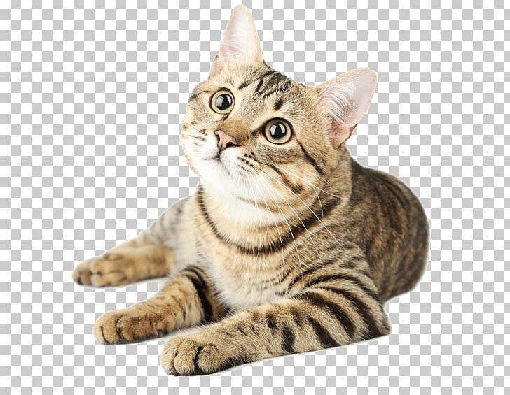 Cat Litter Dog Pet Felidae PNG, Clipart, American Wirehair, Asian, Australian Mist, Bengal, California Free PNG Download