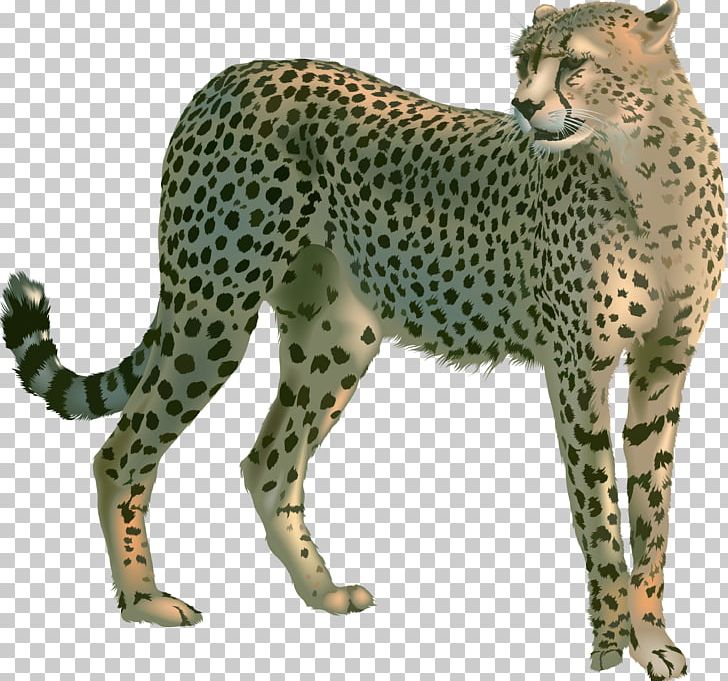 Cheetah PNG, Clipart, Cheetah Free PNG Download