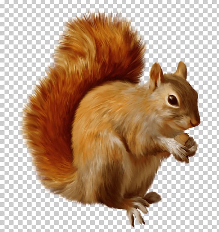 Chipmunk Squirrel Rodent PNG, Clipart, Animals, Chipmunk, Computer Icons, Eastern Gray Squirrel, Fauna Free PNG Download