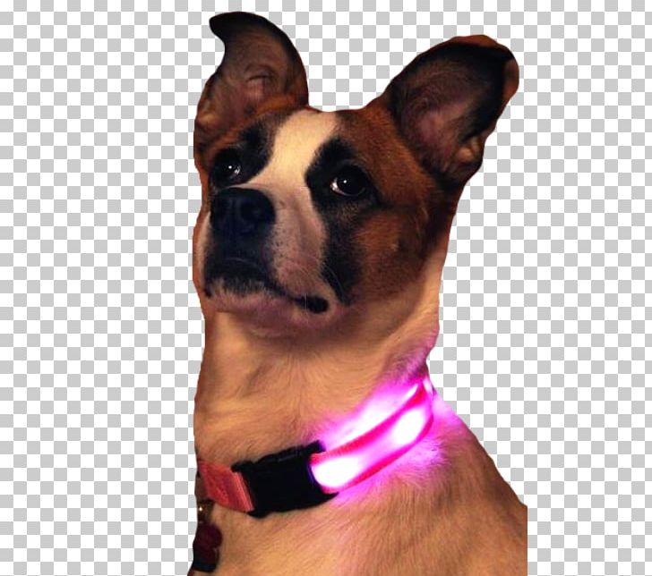 Dog Breed Dog Collar German Shepherd Dog Harness PNG, Clipart, Collar, Dog, Dog Breed, Dog Breed Group, Dog Collar Free PNG Download