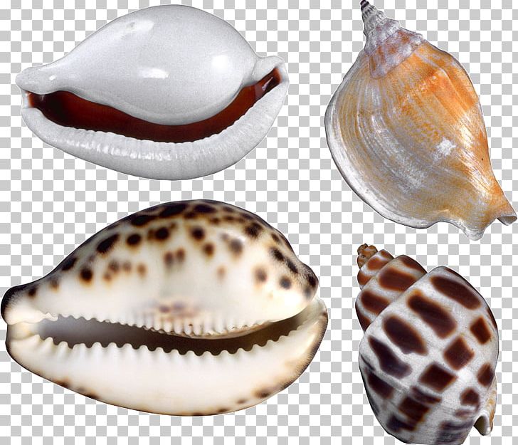 Seashell PNG, Clipart, Seashell Free PNG Download