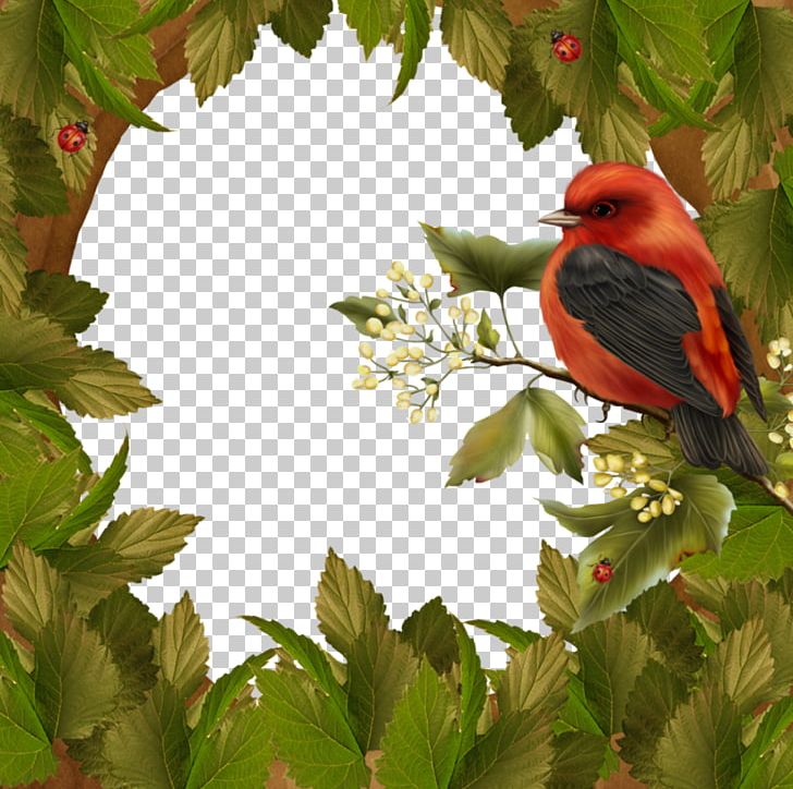 Bird PNG, Clipart, Beak, Birds, Branch, Cardinal, Caves Free PNG Download