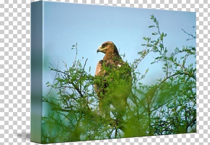 Ecosystem Fauna Beak PNG, Clipart, Beak, Bird, Branch, Ecosystem, Fauna Free PNG Download