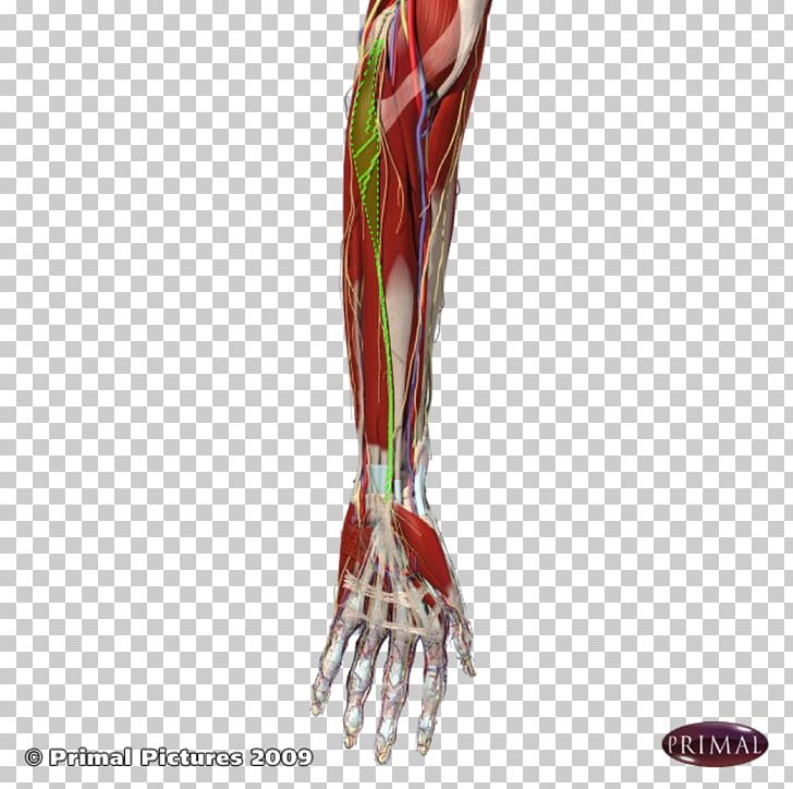 Finger Human Leg Shoulder Muscle PNG, Clipart, Arm, Digits, Finger, Hand, Human Body Free PNG Download