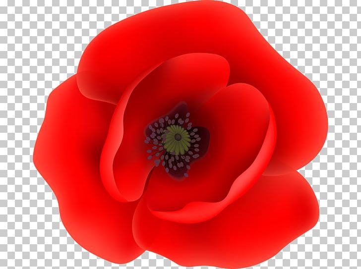 Garden Roses Remembrance Poppy Common Poppy Flower PNG, Clipart, Bud, Common Poppy, Desktop Wallpaper, Drawing, Floral Emblem Free PNG Download