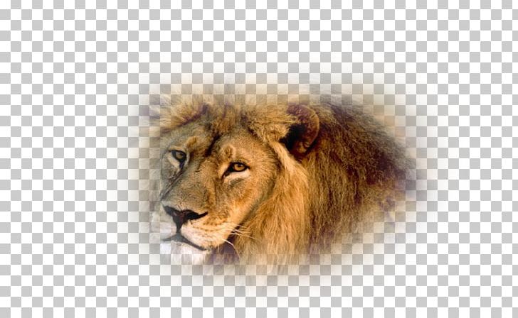 Lion Wildlife Animal Tiger Asian Film Crew PNG, Clipart,  Free PNG Download