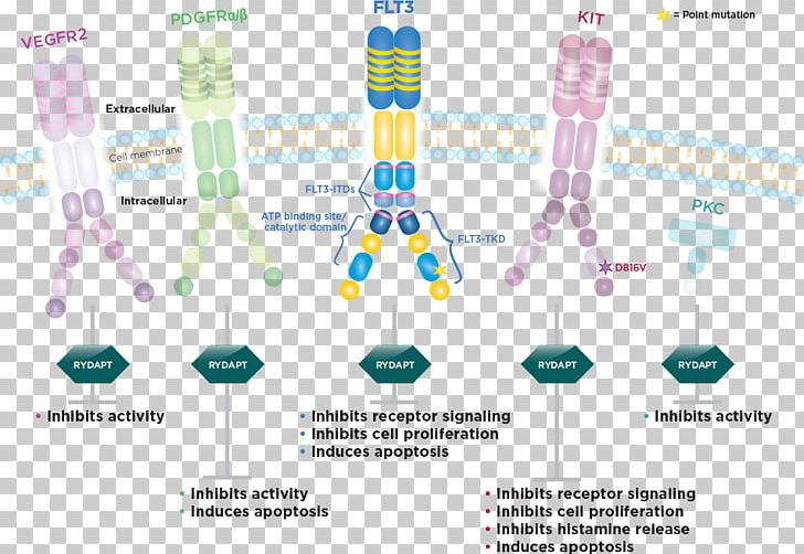 Midostaurin CD135 Acute Myeloid Leukemia Daunorubicin Cytarabine PNG, Clipart, Acute Myeloid Leukemia, Cd135, Chemotherapy, Cytarabine, Daunorubicin Free PNG Download