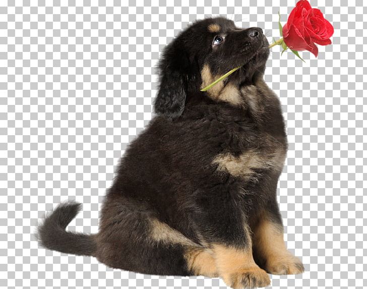 Puppy Tibetan Mastiff English Mastiff German Shepherd Bernese Mountain Dog PNG, Clipart,  Free PNG Download