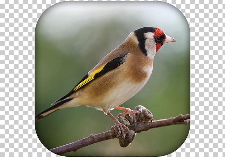Domestic Canary Bird Finches European Goldfinch Passerine PNG, Clipart, Animals, Beak, Bird, Bird Vocalization, Brambling Free PNG Download