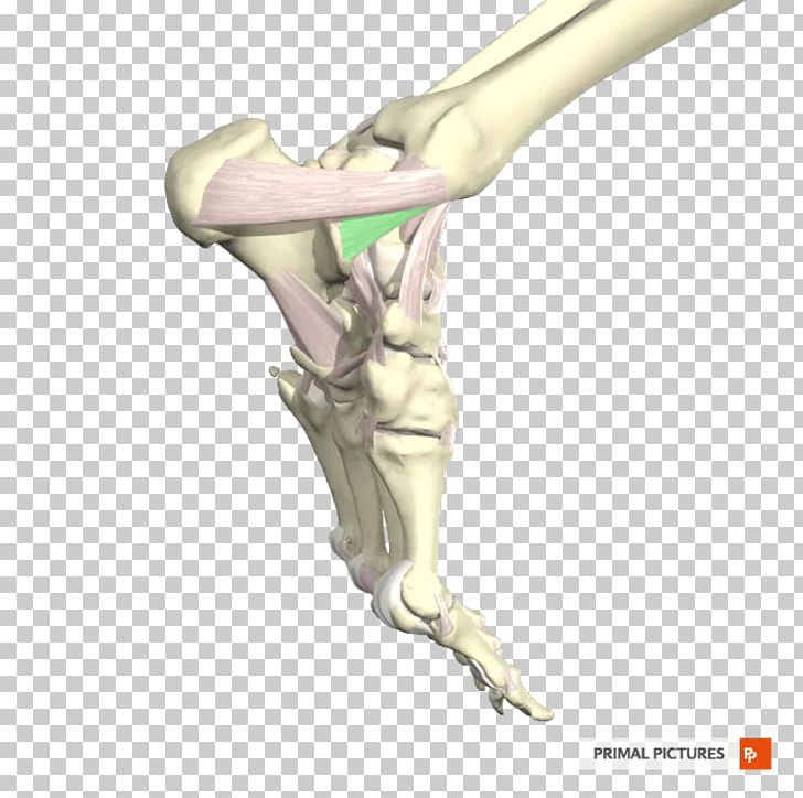 Finger Tibia Ligament Ankle Fibula PNG, Clipart, Anatomy, Ankle, Anterior Tibiofibular Ligament, Arm, Bone Free PNG Download