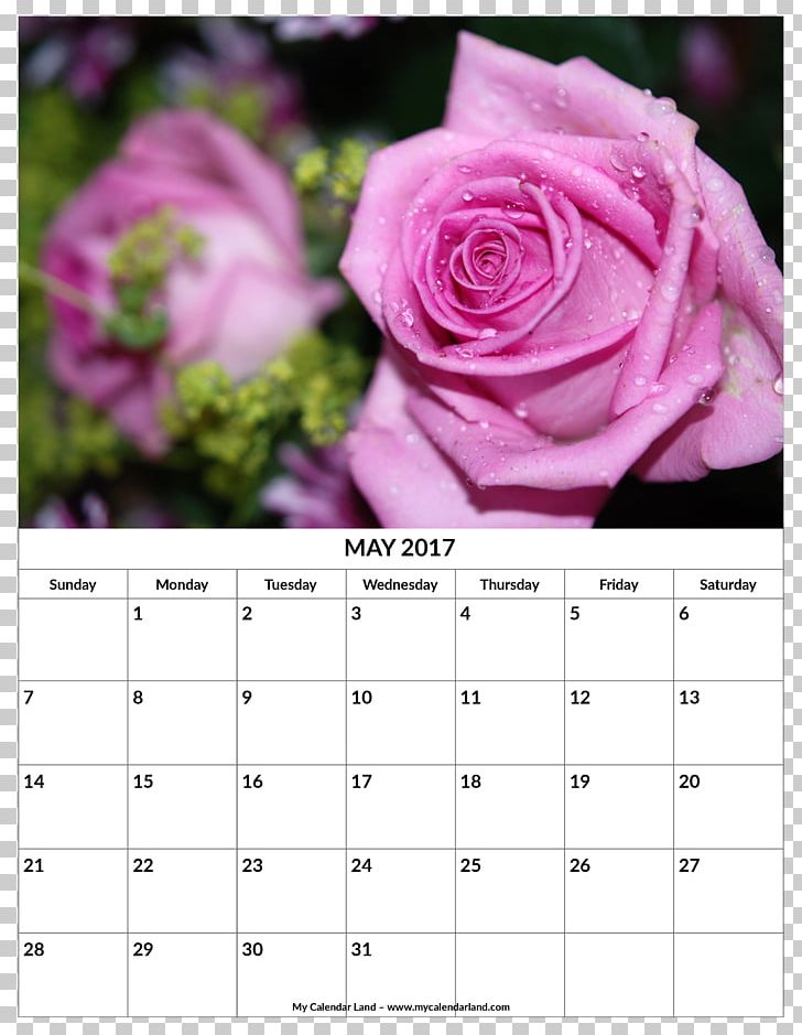 Pruning Rose Family Beach Rose Shrub PNG, Clipart, Beach Rose, Birthday Garland, Branch, Bud, Calendar Free PNG Download