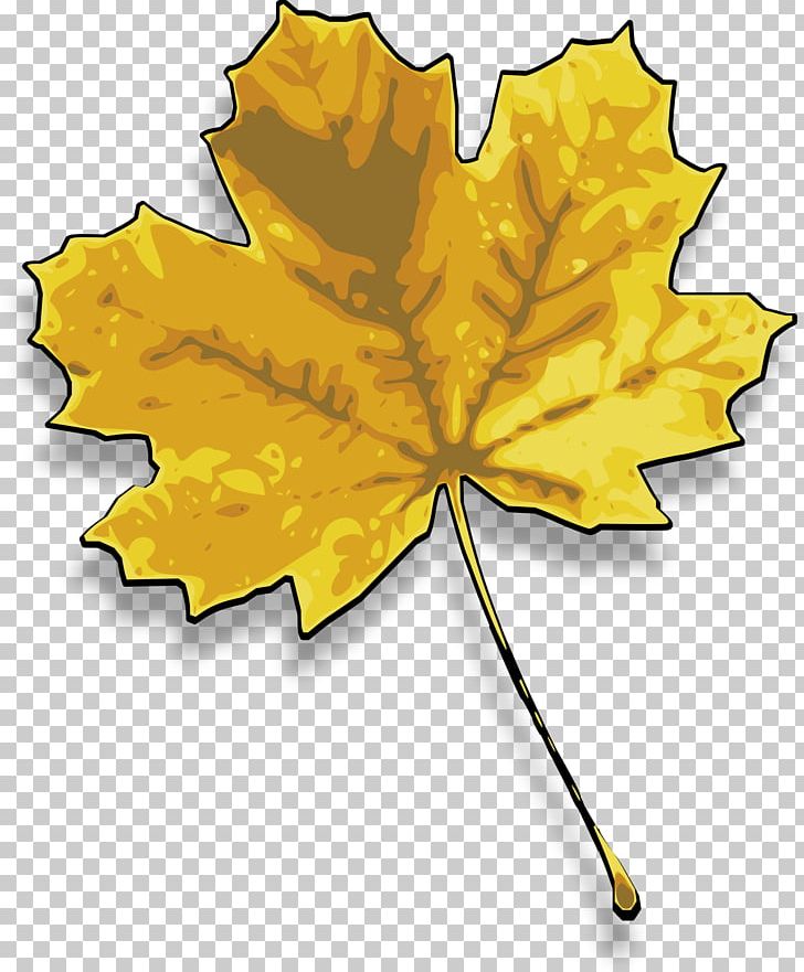 Red Maple Sugar Maple Maple Leaf PNG, Clipart, Autumn, Autumn Leaf Color, Flowering Plant, Leaf, Maple Free PNG Download