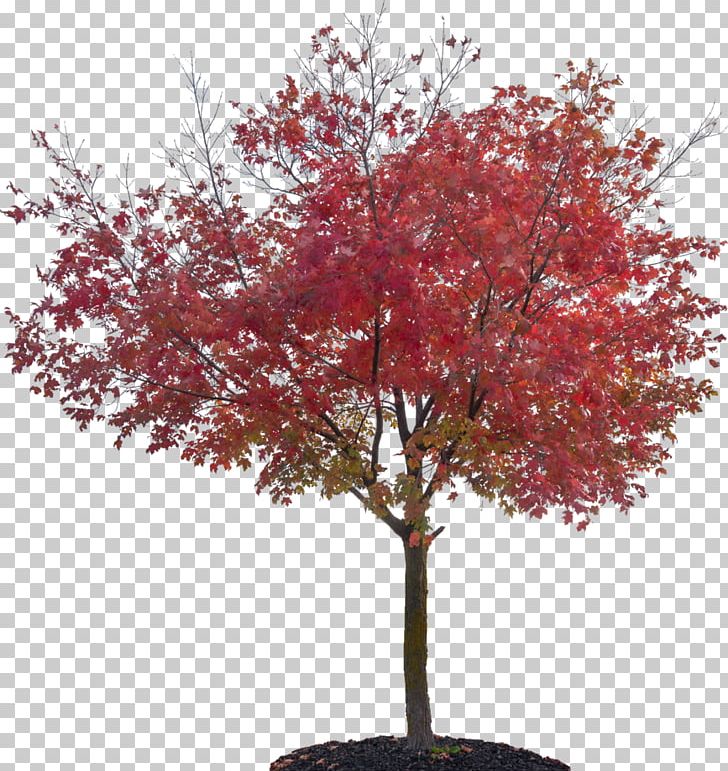 Tree Sugar Maple Red Maple Japanese Maple Plant PNG, Clipart, Autumn, Autumn Leaf Color, Branch, Houseplant, Japanese Maple Free PNG Download