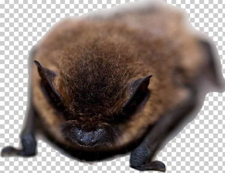 Bat Conservation International Nuisance Wildlife Management Michigan Bat Control PNG, Clipart, Animal, Animals, Bat, Bat Conservation International, Brown Longeared Bat Free PNG Download