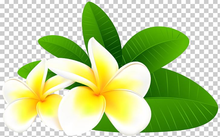 Frangipani Flower PNG, Clipart, Bing, Clip Art, Color, Desktop Wallpaper, Display Resolution Free PNG Download