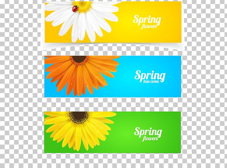 Photography Illustration PNG, Clipart, Banner, Cartoon, Chrysanthemum Chrysanthemum, Chrysanthemums, Chrysanthemum Vector Free PNG Download
