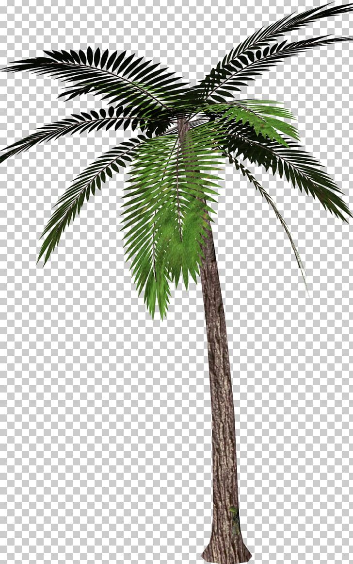 Palm Trees Portable Network Graphics Canary Island Date Palm PNG, Clipart, Arbol, Archontophoenix Purpurea, Arecales, Art, Attalea Speciosa Free PNG Download