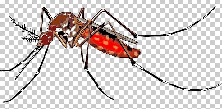 Yellow Fever Mosquito Aedes Albopictus Chikungunya Virus Infection Wolbachia PNG, Clipart, Aedes, Aedes Albopictus, Arthropod, Cartoon, Chikungunya Virus Free PNG Download