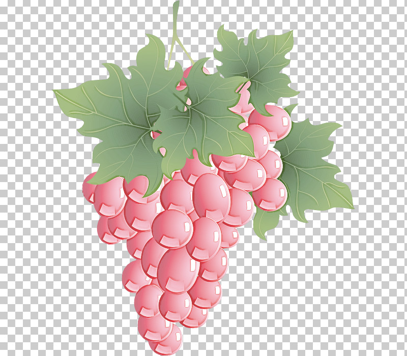 Grape Grape Leaves Seedless Fruit Grapevine Family Leaf PNG, Clipart, Flower, Fruit, Grape, Grape Leaves, Grapevine Family Free PNG Download