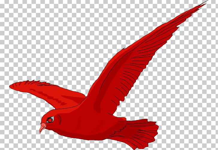 Beak Budgerigar Parrot Bird Macaw PNG, Clipart,  Free PNG Download