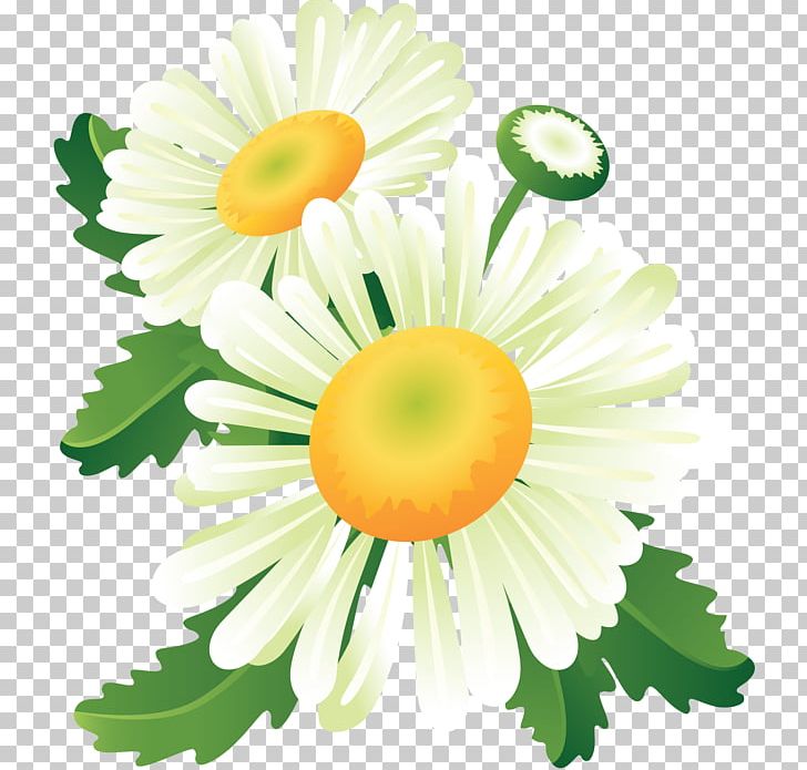 Flower Floral Design PNG, Clipart, Baner, Camomile, Chamaemelum Nobile, Child, Chrysanths Free PNG Download