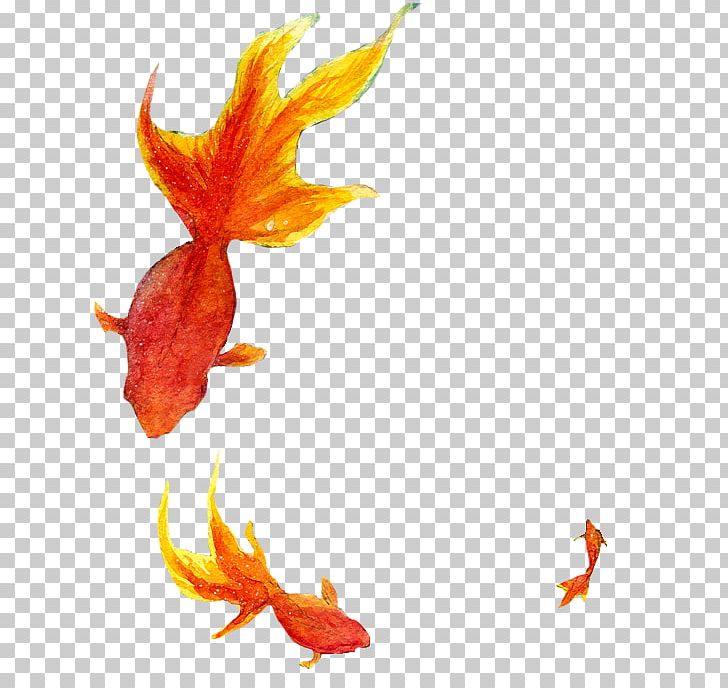 Goldfish PNG, Clipart, Animals, Bony Fish, Computer Icons, Computer Software, Download Free PNG Download