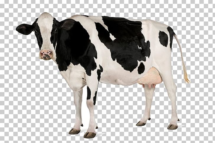 Holstein Friesian Cattle Stock Photography Dairy Cattle Cattle Feeding PNG, Clipart, Calf, Cattle, Cattle Feeding, Cattle Like Mammal, Cow Goat Family Free PNG Download