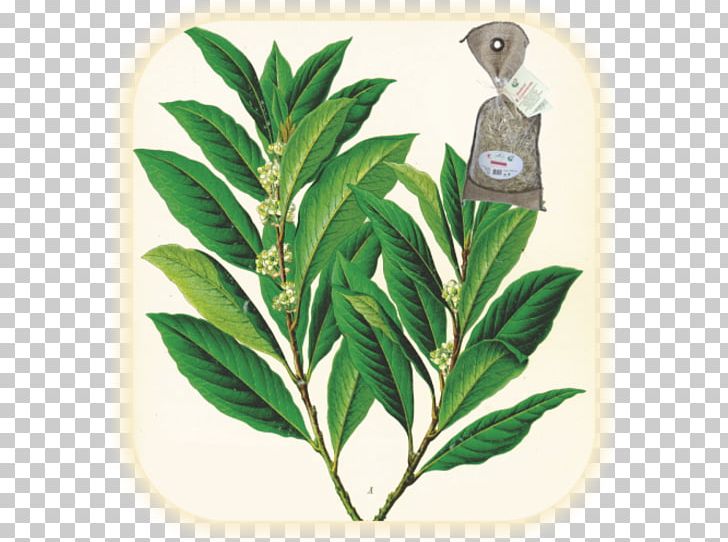Köhler's Medicinal Plants Bay Laurel Bay Leaf PNG, Clipart,  Free PNG Download
