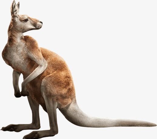 Kangaroo PNG, Clipart, Animal, Kangaroo, Kangaroo Clipart Free PNG Download