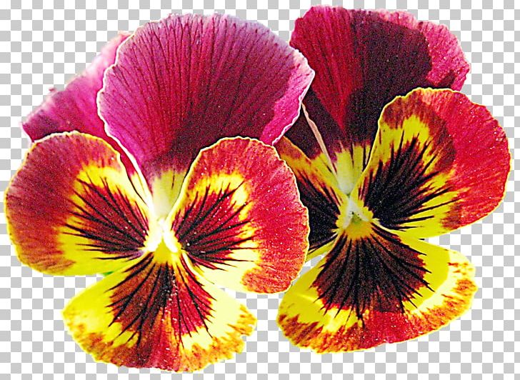 Pansy Violet Annual Plant Flower Petal PNG, Clipart, Annual Plant, Flower, Flower Bouquet, Flowering Plant, Garden Roses Free PNG Download