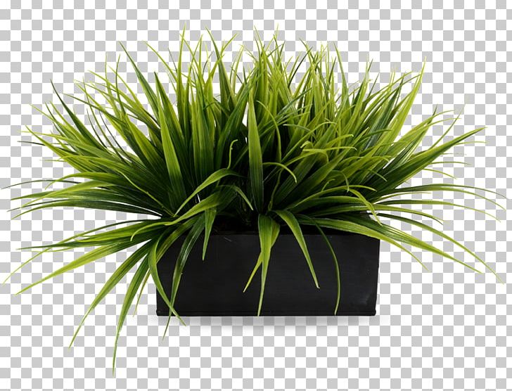 Plant Fescues Flowerpot Flower Box PNG, Clipart, Box, Container, Evergreen, Fescues, Flower Free PNG Download