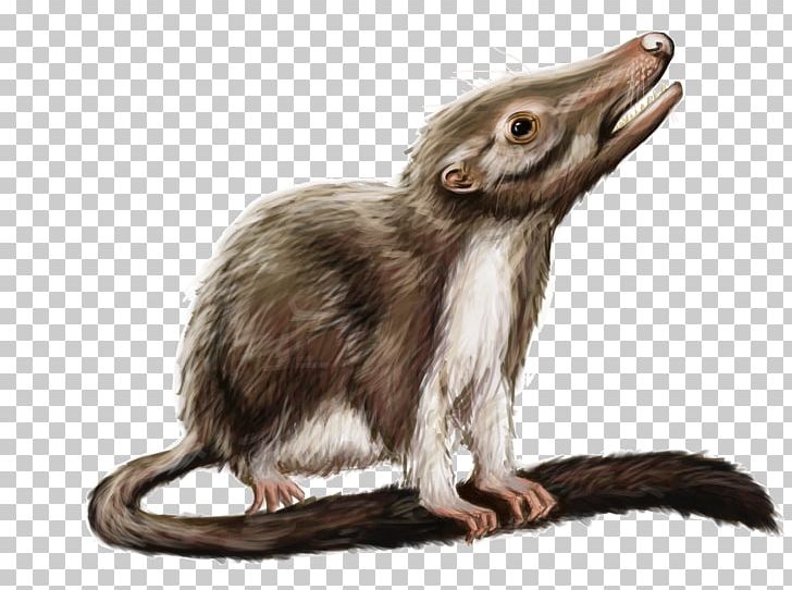 Rat Ancestor Mammal Hamster Phylogenetic Tree PNG, Clipart, Ancestor, Animal, Animals, Common Opossum, Evolution Free PNG Download