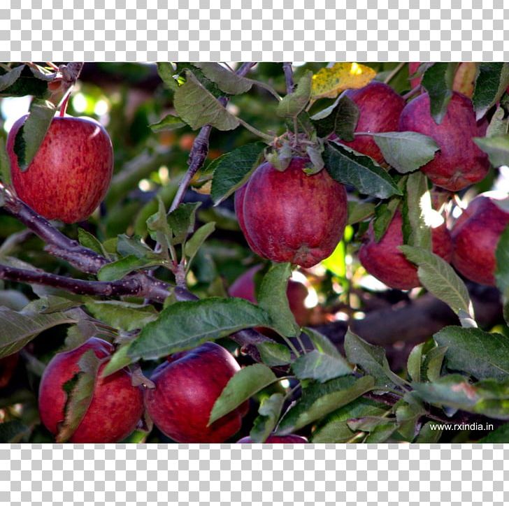 Apple Crop Saeb Kheti Food PNG, Clipart, Apple, Apple Fruit, Crop, Farm, Food Free PNG Download