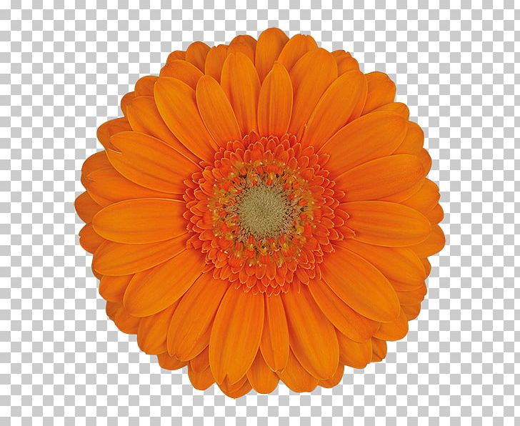 Bicycle Wheels Decal PNG, Clipart, Bicycle, Bicycle Tires, Bicycle Wheels, Calendula, Cut Flowers Free PNG Download