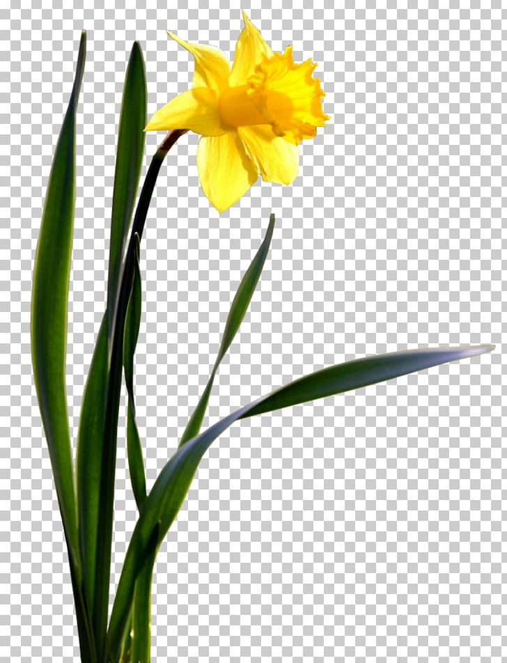 Flower Daffodil Desktop PNG, Clipart, Amaryllis Family, Blog, Cut Flowers, Daffodil, Desktop Wallpaper Free PNG Download